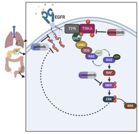 Inhibition of MEK1/2 Forestalls the Onset of Acquired Resistance to Entrectinib in Multiple Models of NTRK1-Driven Cancer